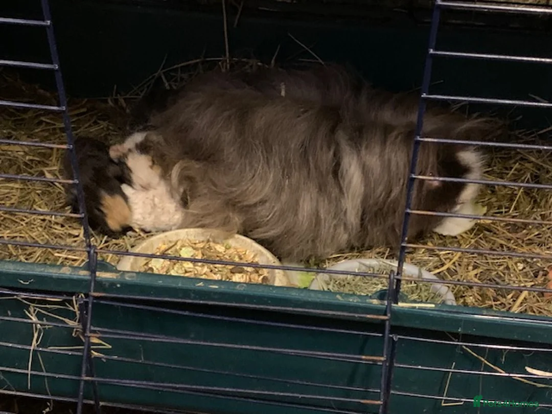 Guinea Pig rodents for sale: Beautiful Baby Texels HP18 - Advert 4