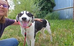 Mixed Breed dogs for adoption: OTIS - a Handsome and gentle boy for a Loving Home - Image 33