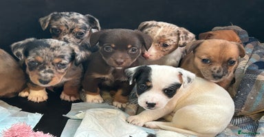 Jack Russell dogs - Advert 4