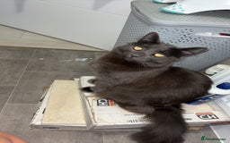 Russian Blue cats for sale: Cats for sale  - Image 1
