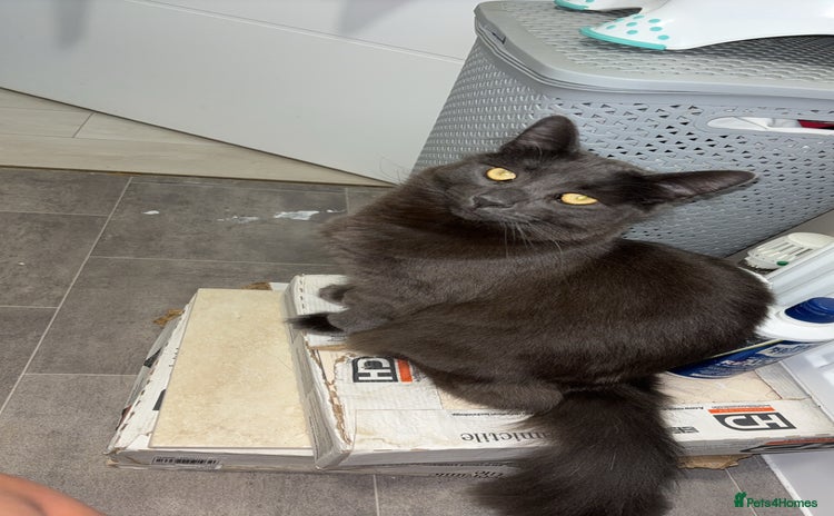 Russian Blue cats - Advert 12