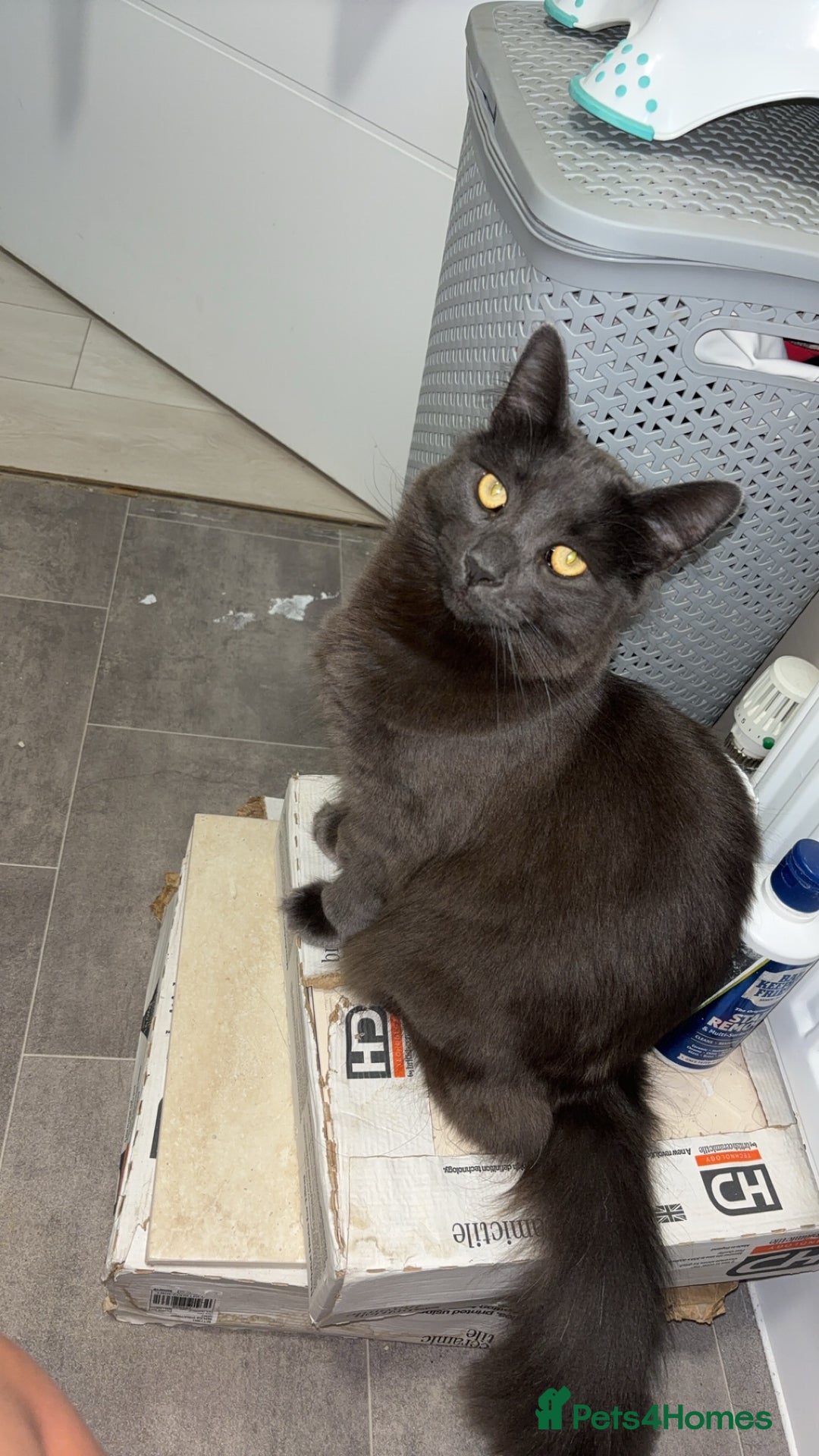 Russian Blue cats for sale: Cats for sale  - Image 1