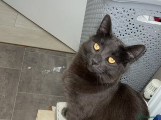 Russian Blue cats - Advert 21