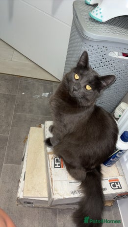 Russian Blue cats - Advert 1