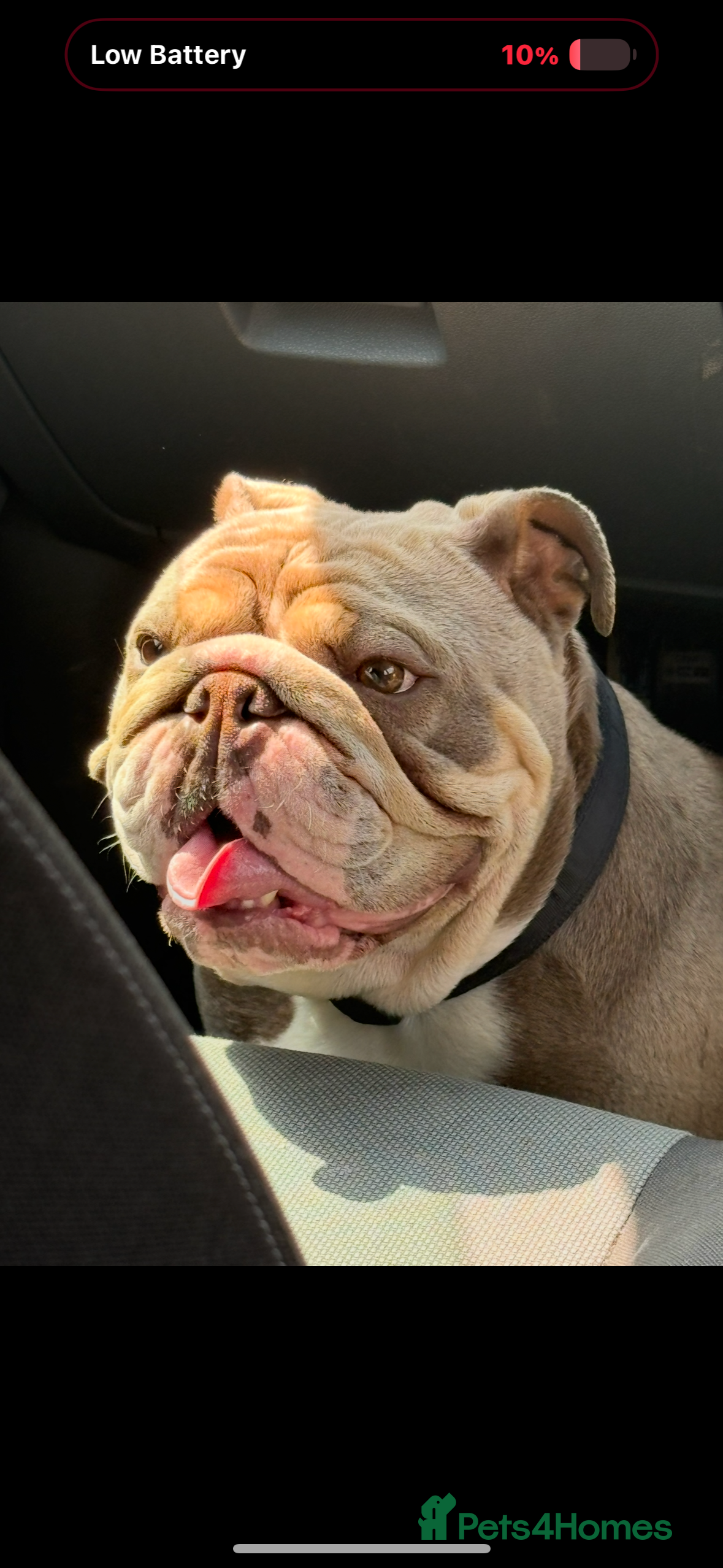 English Bulldog dogs Female british bulldog - Advert 2