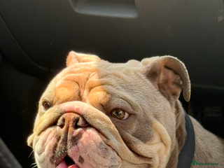 English Bulldog dogs Female british bulldog - Advert 1