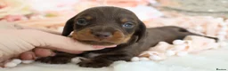 Miniature Dachshund dogs for sale: KC Miniature Dachshund Puppies - Advert 32