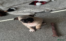 Pug dogs for sale: READY 19/09/25 Boys x2 Pugs - Image 4