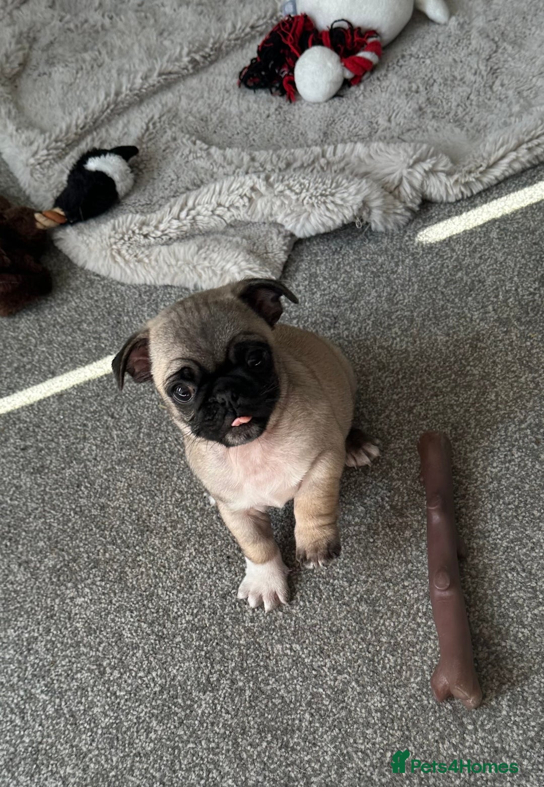 Pug dogs for sale: READY 19/09/25 Boys x2 Pugs - Image 4