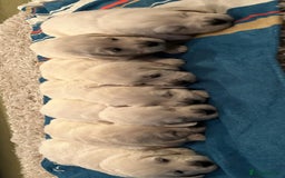 Golden Retriever dogs for sale: Chunky, cream pups - Image 29