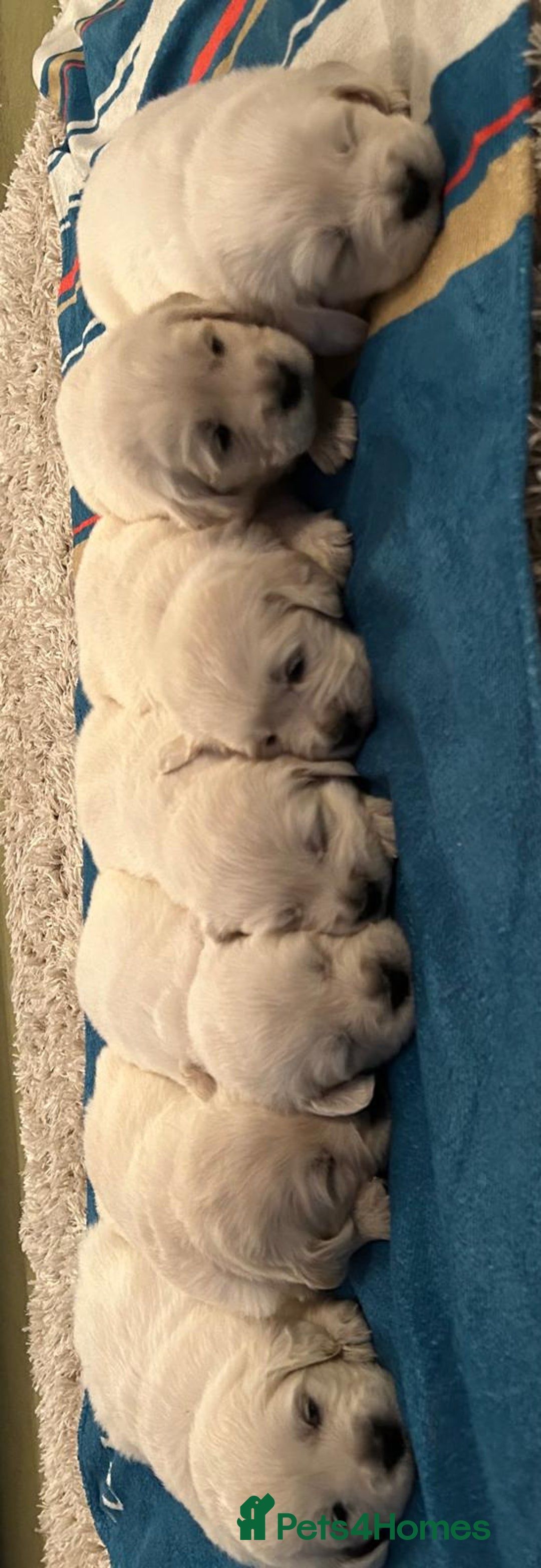 Golden Retriever dogs for sale: Chunky, cream pups - Image 29