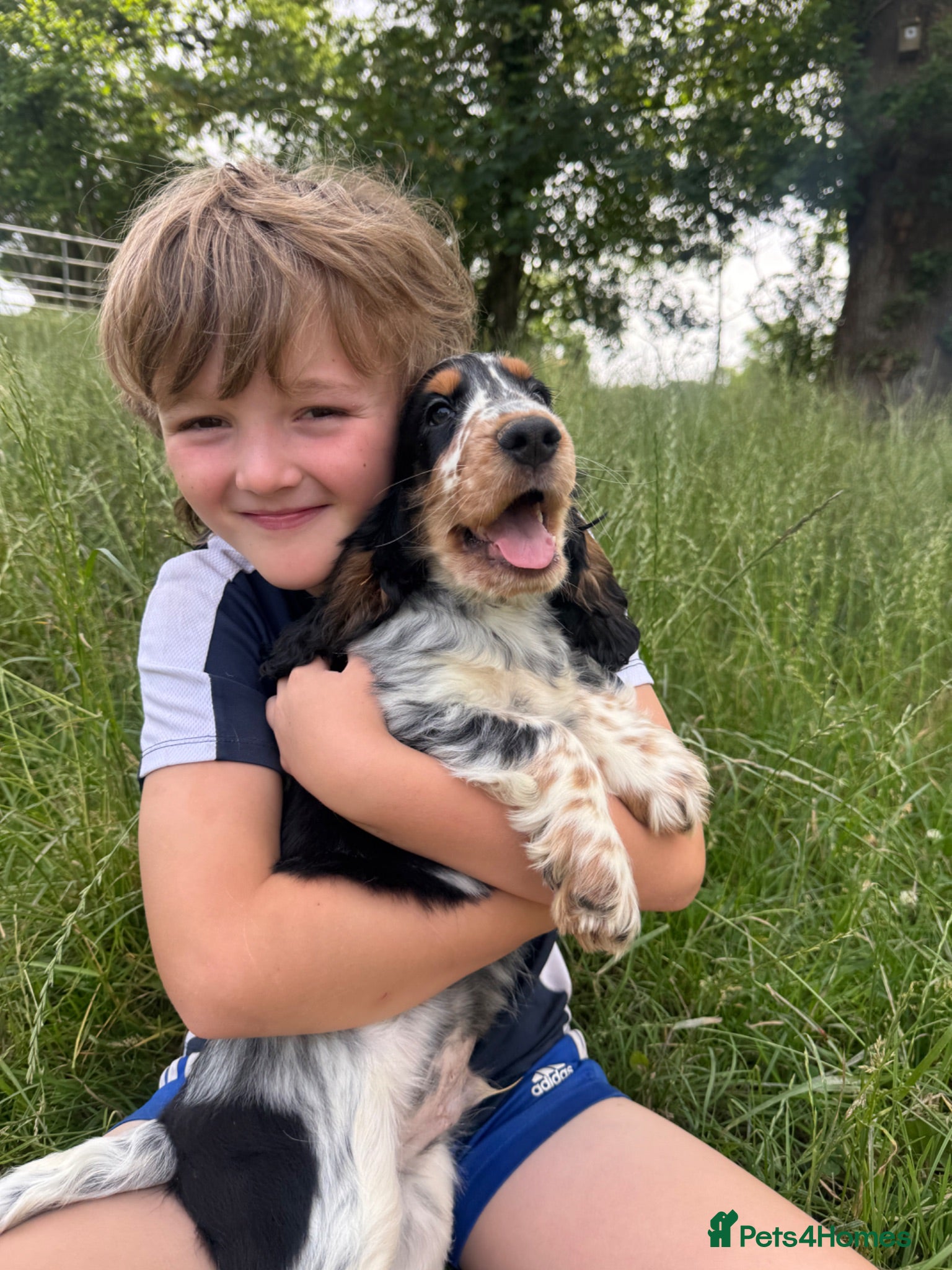 Cocker Spaniel dogs Extensively Health tested Parents & UNIQUE colours - Advert 1