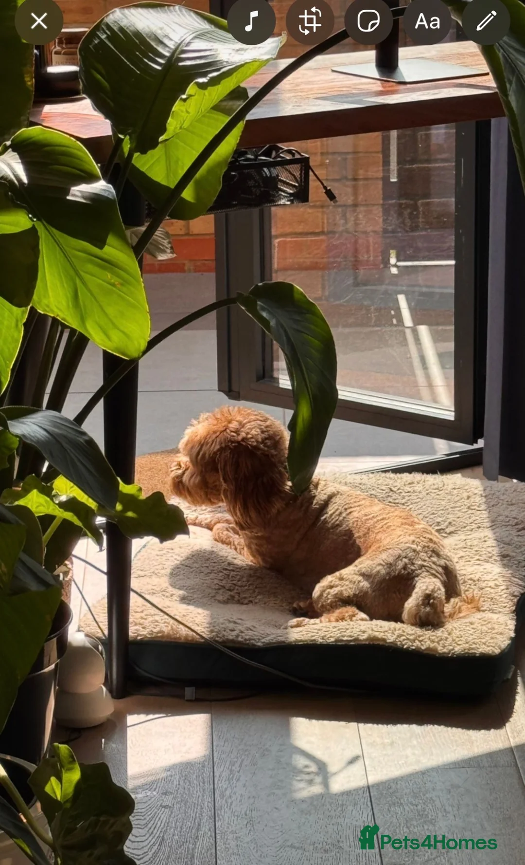 Cavapoo dogs for sale: Chaser ( Male ) 3.5 Year Old Cavapoo - Advert 4