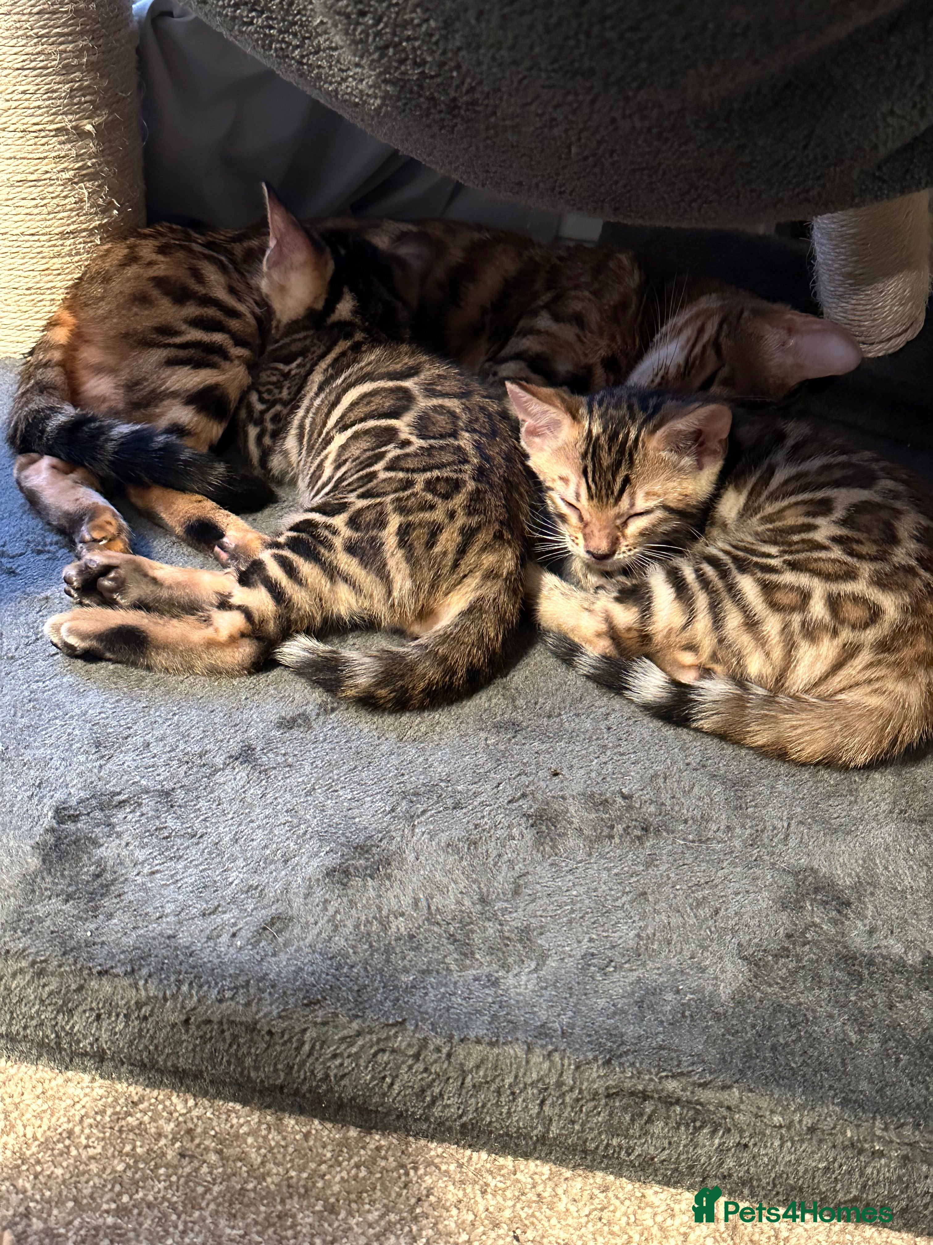 Bengal cats Stunning TICA registered Bengal boys! - Advert 5
