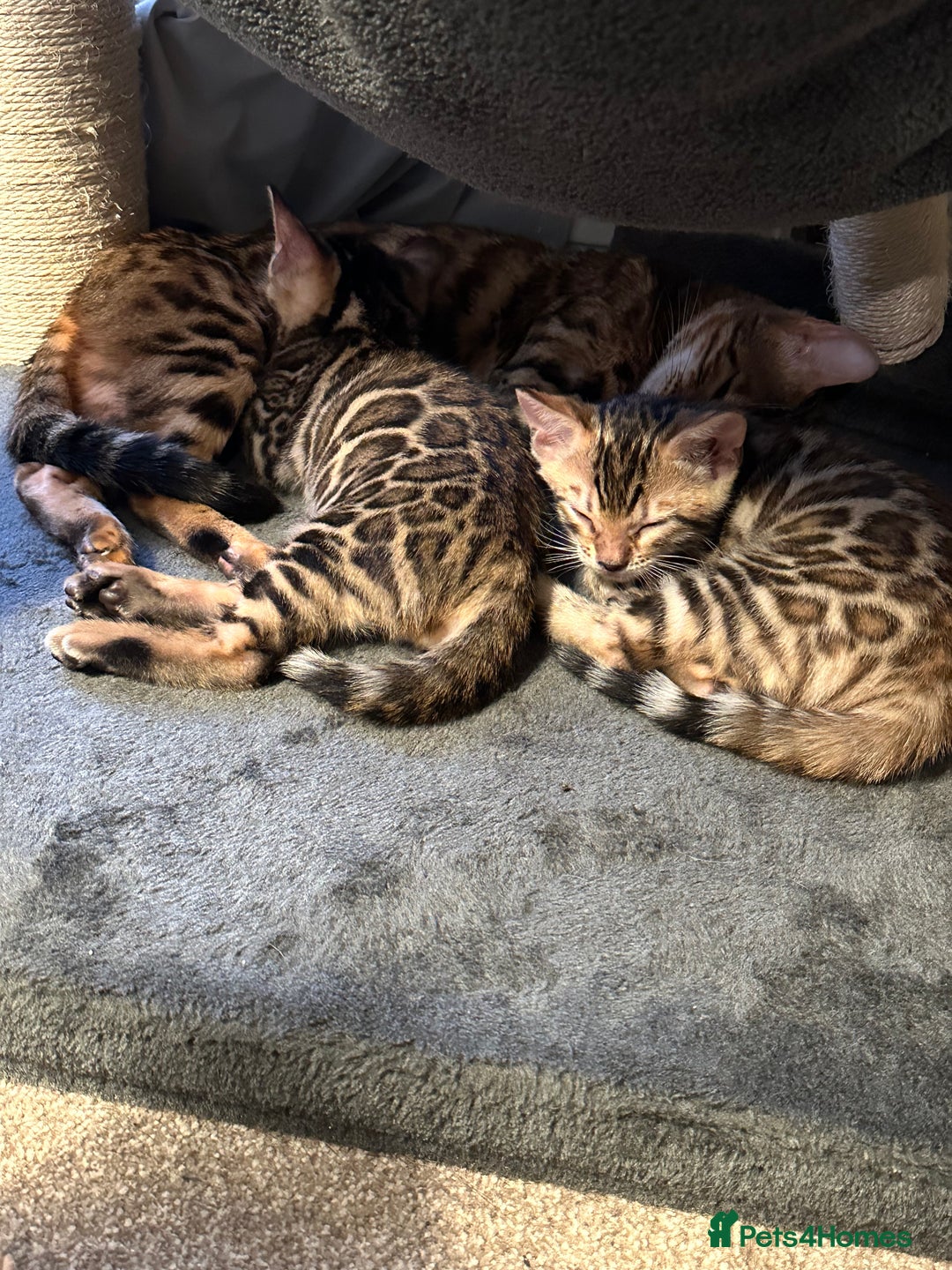 Bengal cats for sale: Stunning TICA registered Bengal boys! - Advert 1