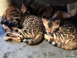 Bengal cats Stunning TICA registered Bengal boys! - Advert 6