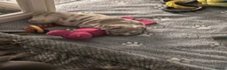 English Bulldog dogs for sale: Winnie’s amazing litter of 6 beautiful babies - Advert 3