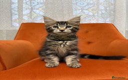 Maine Coon cats for sale: 💫Maine Coon Kittens Available- Champion Pedigree✨ - Image 4