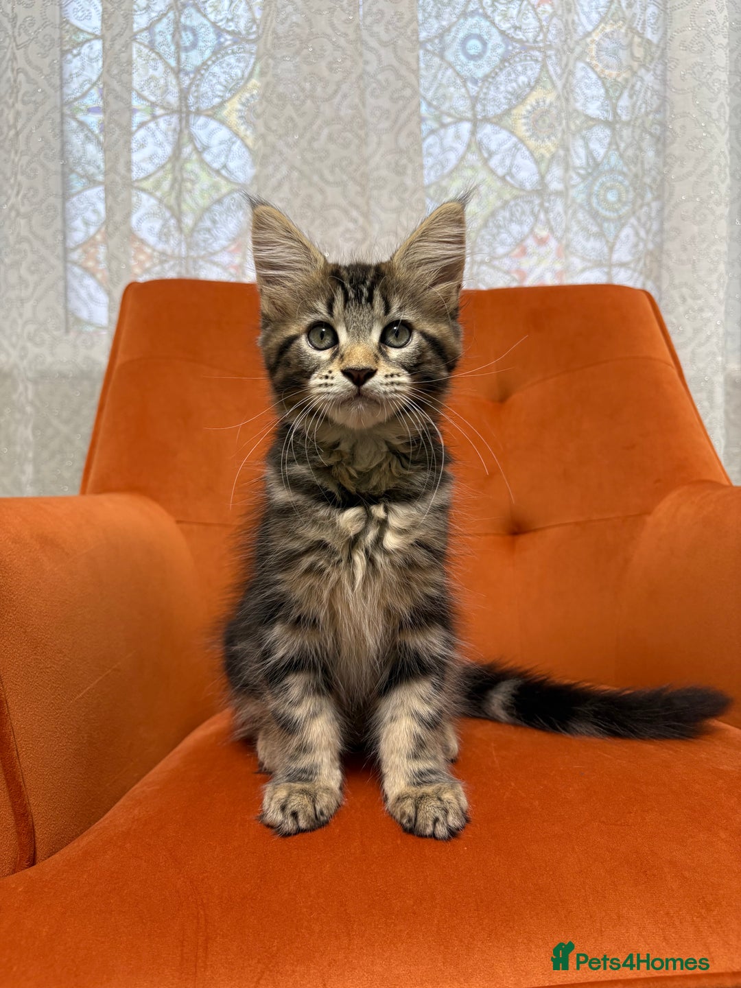 Maine Coon cats for sale: 💫Maine Coon Kittens Available- Champion Pedigree✨ - Image 4