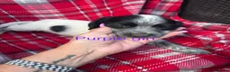 Cocker Spaniel dogs for sale: Adorable cocker spaniel pups  - Advert 17