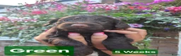 Cockapoo dogs for sale: Stunning F1 Chocolate Toy Cockerpoos - Advert 8