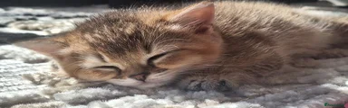 Simba