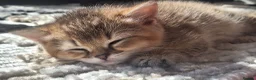 British Shorthair cats for sale: Adorable playful kittens ready to be loved 💕  in Newbury - Advert 9
