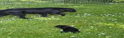 Flat coated Retriever dogs for sale: Gorgeous liver and black Flatcoat Retrievers - Advert 30