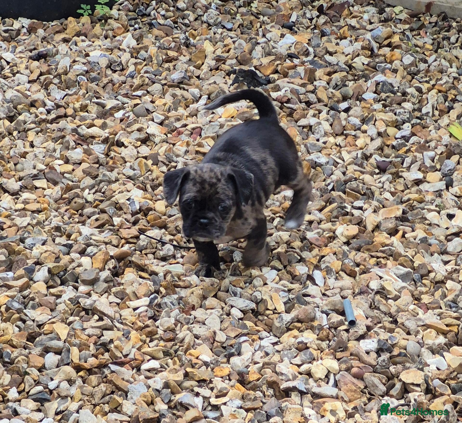 Pug dogs F1b Cocker Pug 1 Girl ready to go.  - Advert 2
