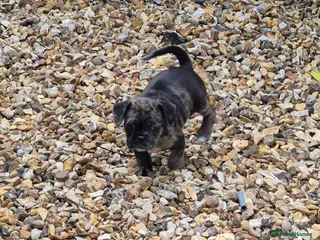 Pug dogs F1b Cocker Pug 1 Girl ready to go. - Advert 6