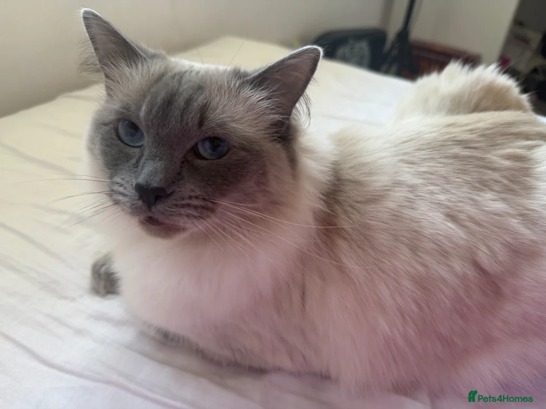 Ragdoll cats for sale: Ragdoll Kittens in Dalkeith - Advert 2