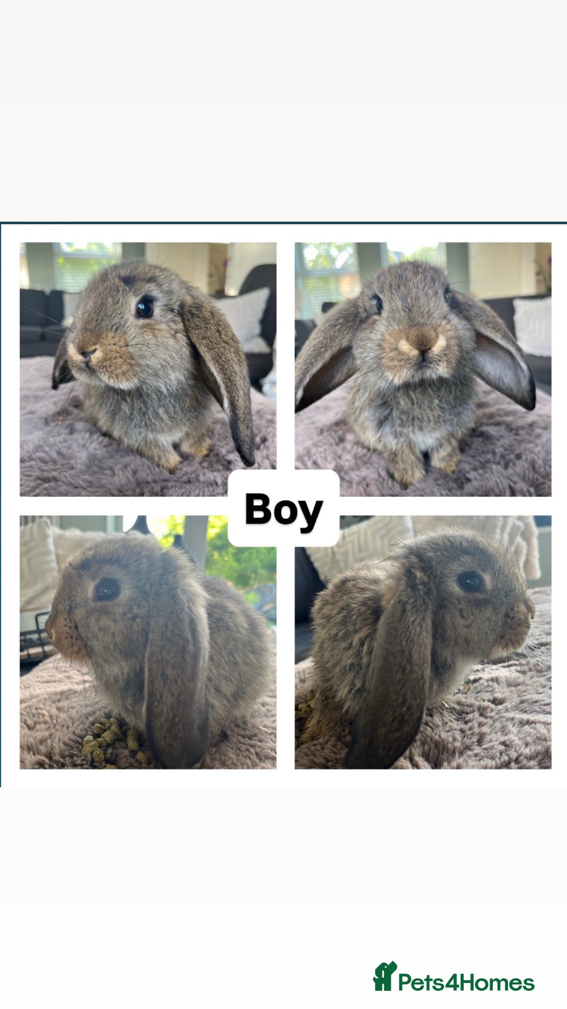 French Lop rabbits 🐰 Full breed French Lops Ready to Leave 🐰 - Advert 2