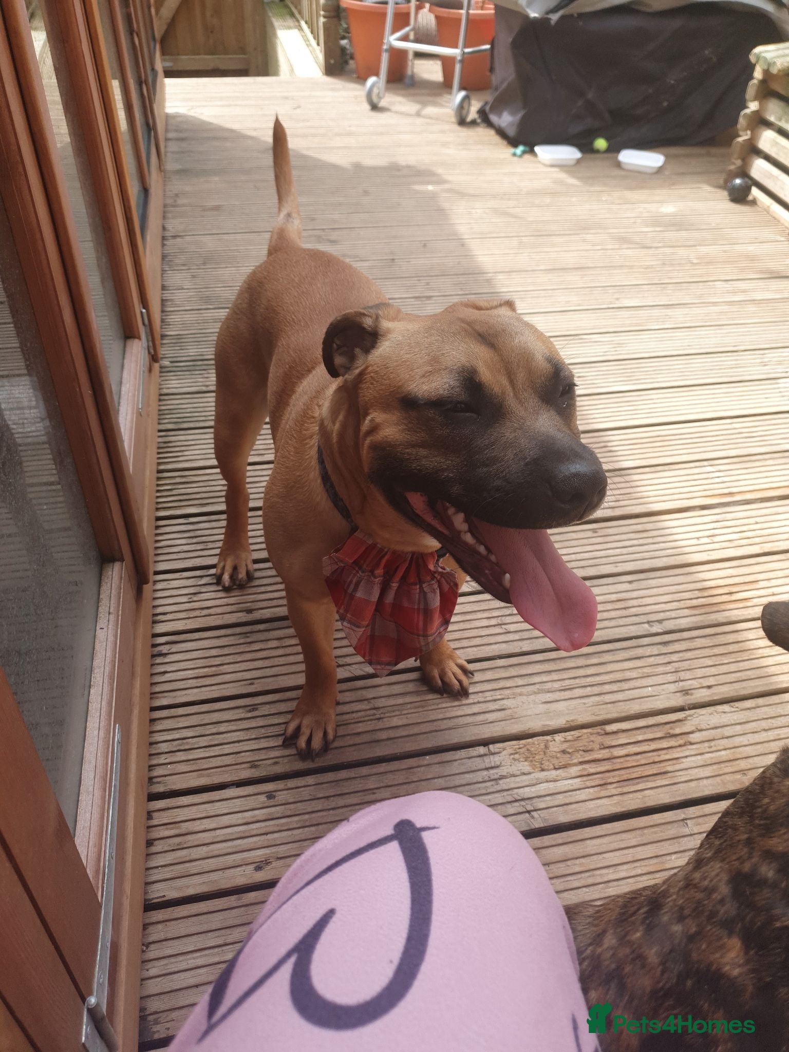 Staffordshire Bull Terrier dogs Red Stud Staffy and black amd white staffy - Advert 1