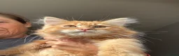 Mixed Breed cats for sale: Stunning maine coon cross red girls - Advert 5
