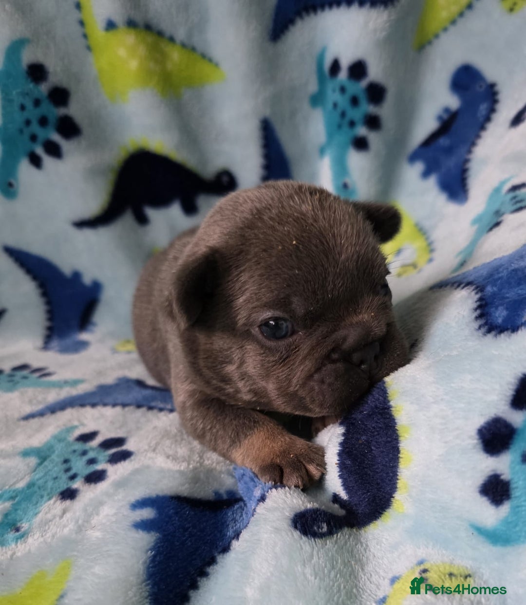 French Bulldog dogs for sale: BEAUTIFUL FRENCH BULLDOG PUPPIES  - Advert 20