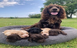 Cocker Spaniel dogs for sale: Cocker Spaniel Puppies - Image 7