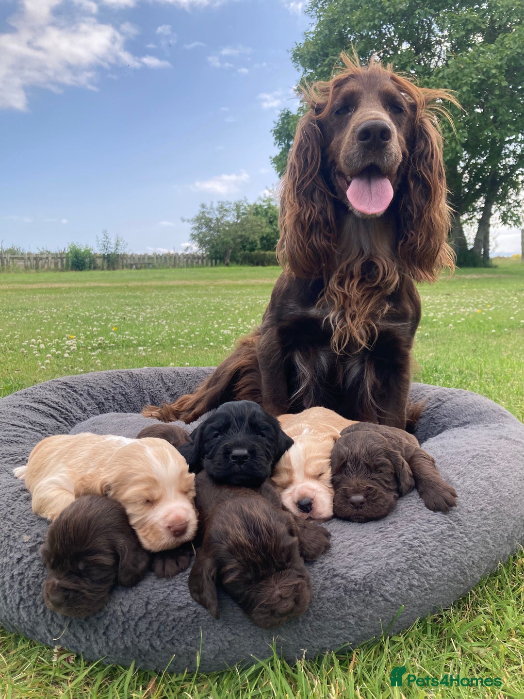 Cocker Spaniel dogs for sale: Cocker Spaniel Puppies - Image 7