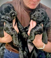 Cocker Spaniel dogs - Advert 2