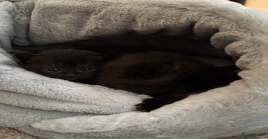 British Shorthair cats - Advert 4