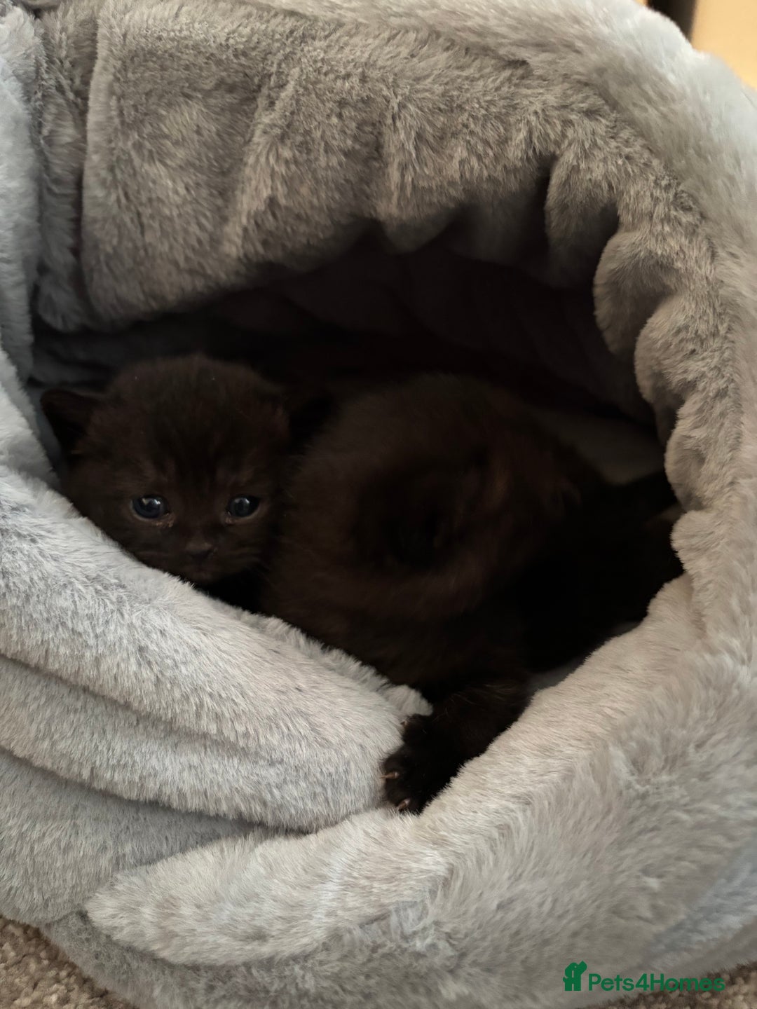 British Shorthair cats for sale: Only 2 rare Black British Shorthair kittens left  - Image 3