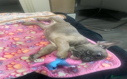 French Bulldog dogs for sale: French bulldog - Image 26