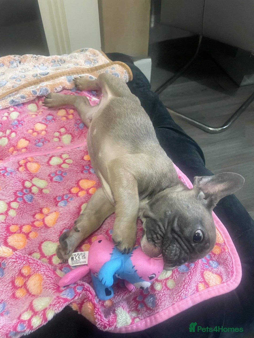 French Bulldog dogs for sale: French bulldog - Image 26