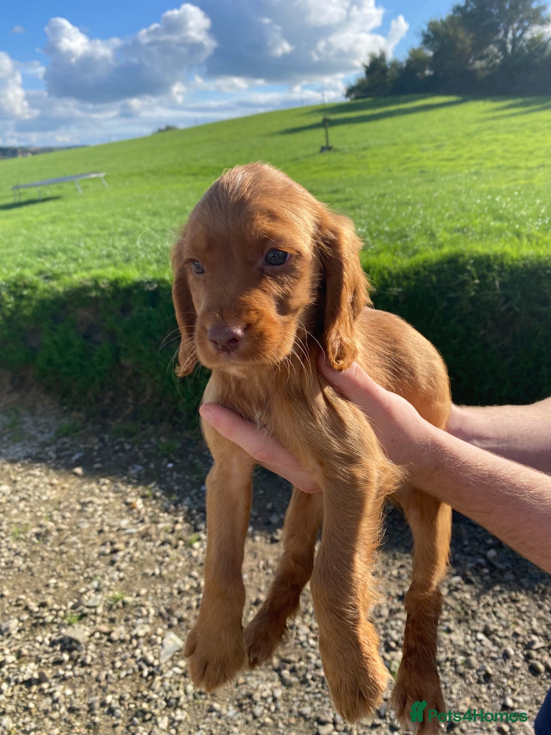 Cocker Spaniel dogs for sale: Cocker spaniel  - Image 4