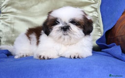 Shih Tzu dogs for sale: Beautiful Shih Tzu Puppies - Image 4