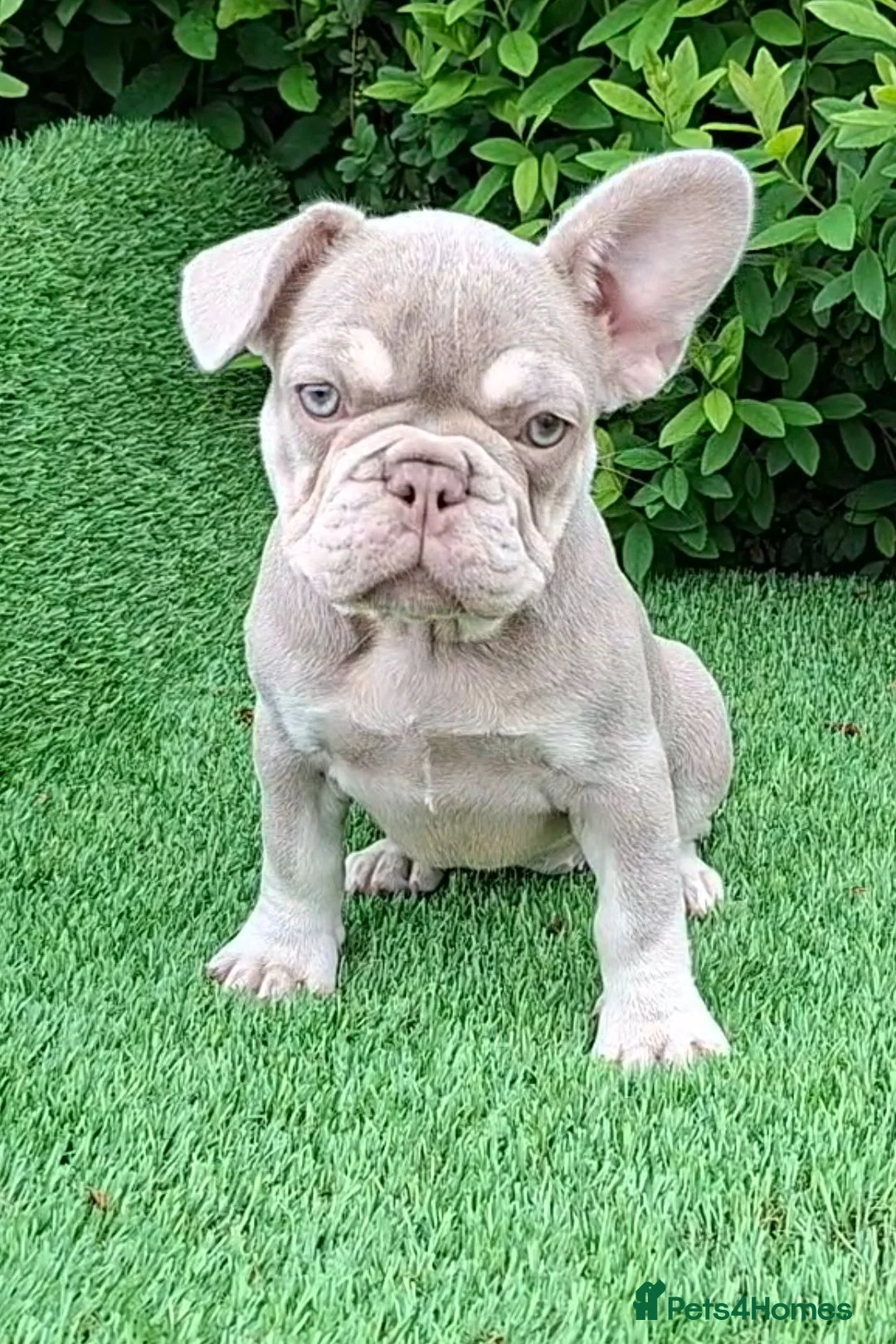 French Bulldog dogs for sale: Gorgeous French Bulldog Puppies  - Advert 1