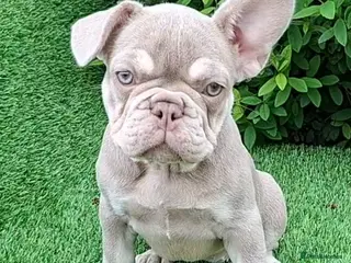 French Bulldog dogs for sale: Gorgeous French Bulldog Puppies - Advert 4