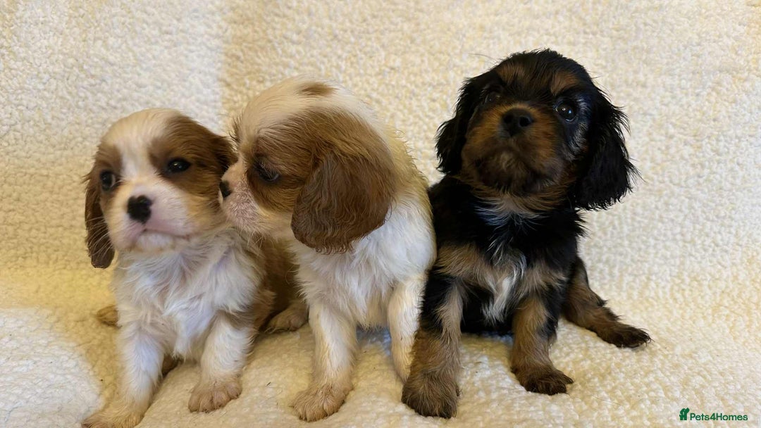 Cavalier King Charles Spaniel dogs for sale: Cavalier King Charles Spaniel puppies - Image 4