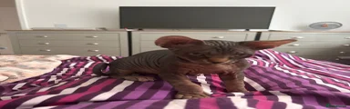Sphynx 2