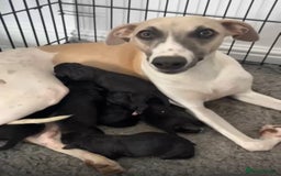 Mixed Breed dogs for sale: F1 whippet x bedlington  - Image 1