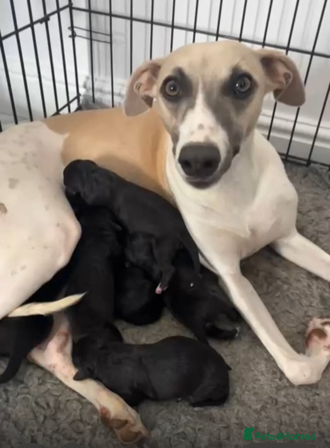 Mixed Breed dogs for sale: F1 whippet x bedlington  - Image 1